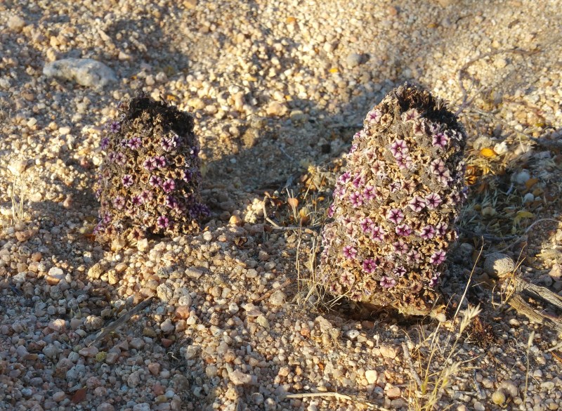 Scaly-stemmed Sand Plant, Purple Sand Food