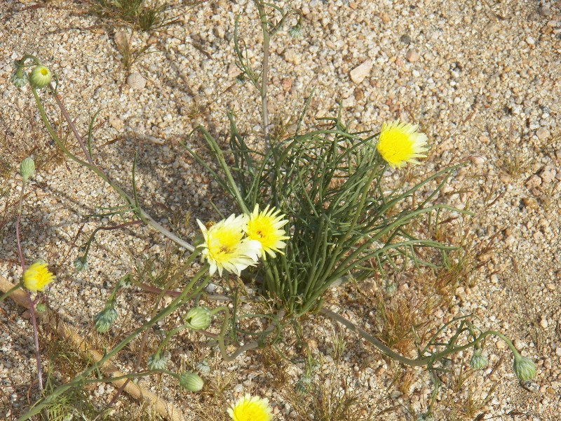 Desert Dandelion (Malocothryx glabrata - Sunflower)