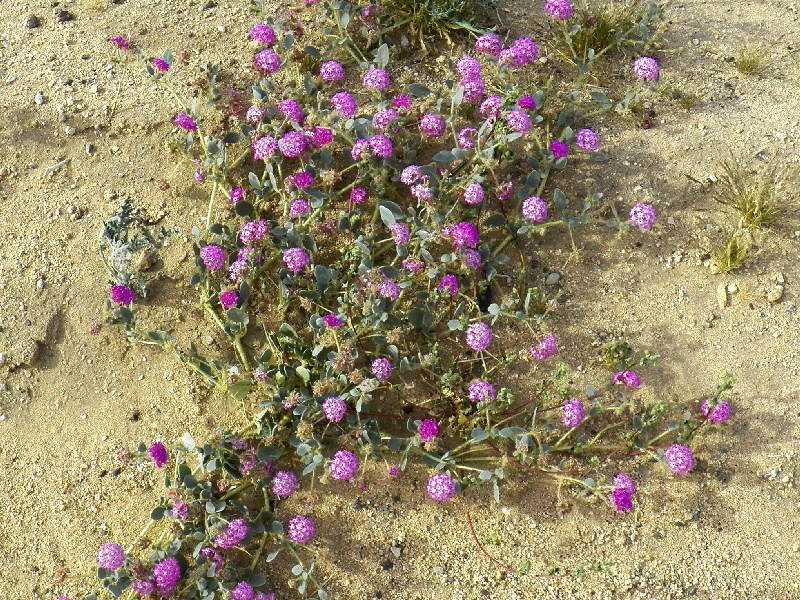 Desert Sand Verbena