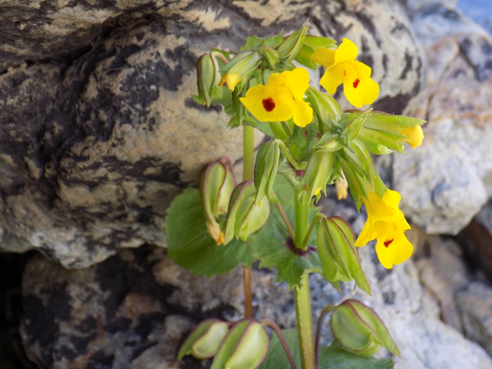 Yellow Monkey Flower in Sawtooth Canyon