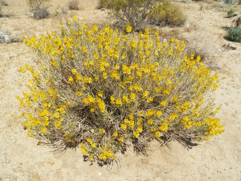 Desert Senna Bush