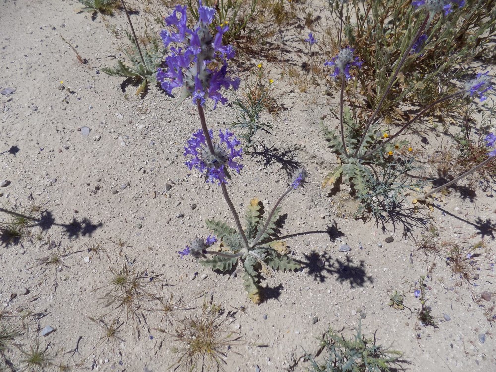 Thistle Sage in Black Canyon