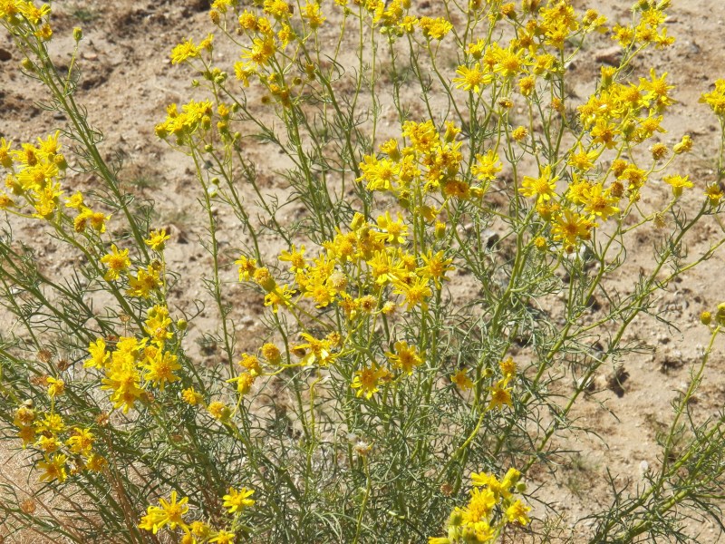Shrubby Butterweed (California Butterweed)