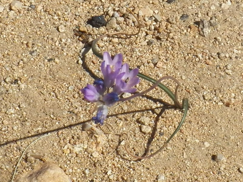 Desert Hyacinth - Bluedicks